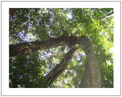 Bunut Ngengkang or Giant tree, the way to mount Rinjani