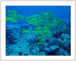 Diving in Gili island, maximal depth 18 meter