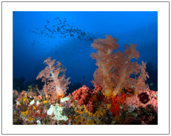 Pemandangan bawah laut Pulau Gili, Lombok