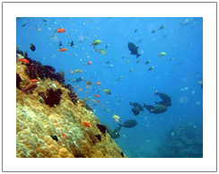Pemandangan bawah laut Pulau Gili, Lombok