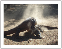 Komodo dragon, tour package to Komodo island 3 days 2 nights