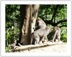 Pusuk rain forest to see monkeys in their natural habitat, Lombok waterfall tour