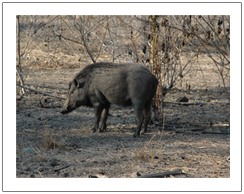 Babi hutan merupakan satwa liar lainya di pulau Komodo