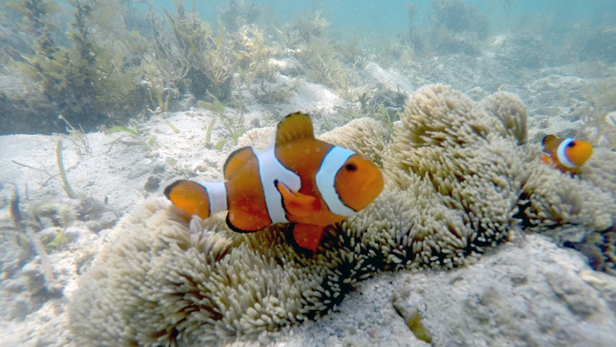 Pink Beach snorkeling tour