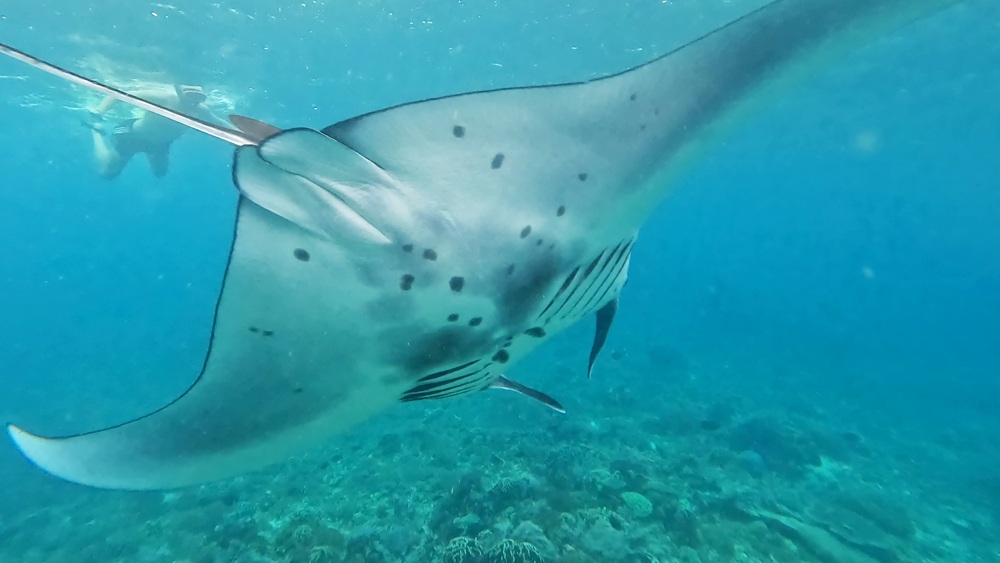 Manta Point Komodo