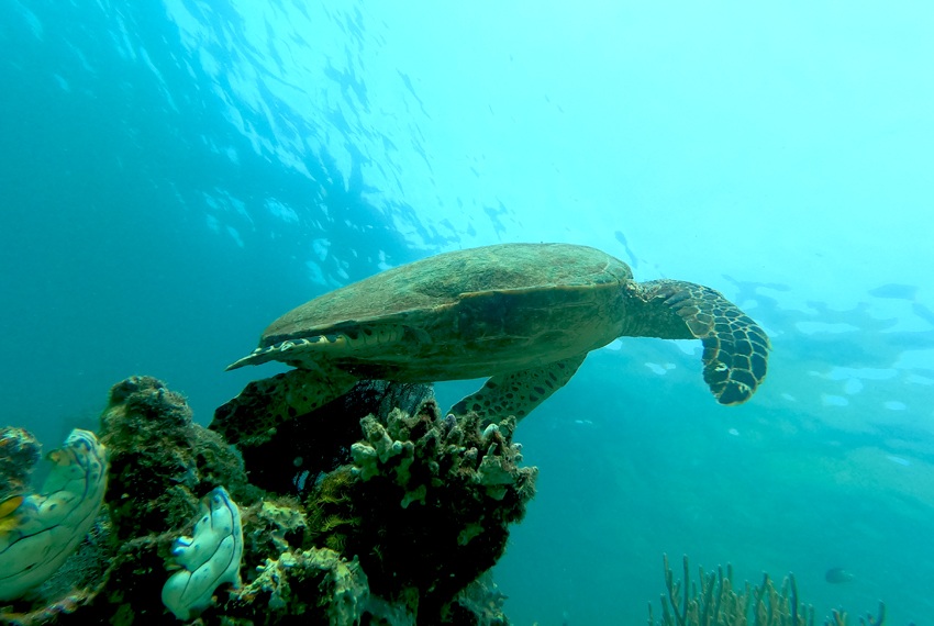 Siaba island - 4 days shared trip Komodo Lombok