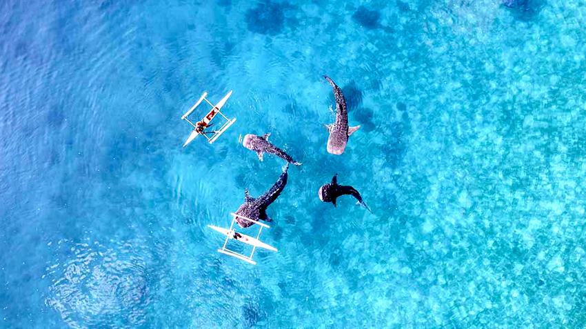 Whale Shark at Teluk Saleh - Shared trip Lombok to Komodo 4 days